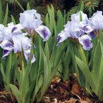Bearded Iris -The Little Local Posy
