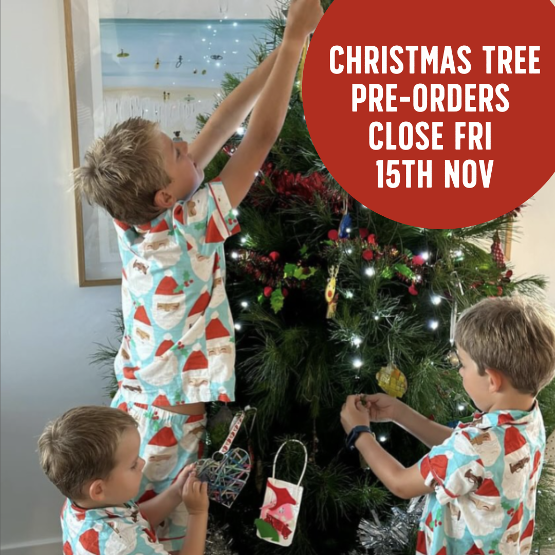 Buy real christmas tree blackwood